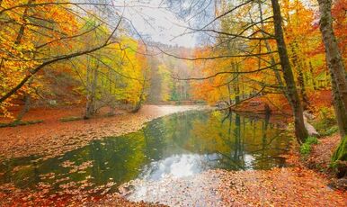 YEDİGÖLLER VE GÖLCÜK  GÖLÜ TURU