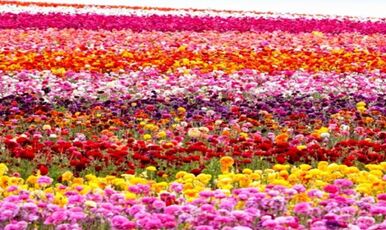 İZMİR BAYINDIR ÇİÇEĞİ FESTİVALİ