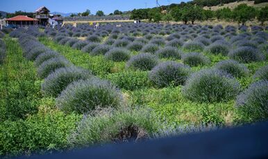 ISPARTA LAVANTA FESTİVALİ-SALDA GÖLÜ VE PAMUKKALE TURU