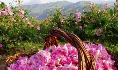 ISPARTA GÜL HASADI, ISPARTA MERKEZ, SALDA GÖLÜ VE PAMUKKALE TURU