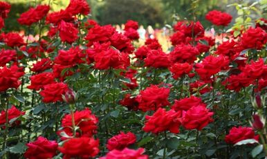 ISPARTA GÜL HASADI, ISPARTA MERKEZ, SALDA GÖLÜ VE PAMUKKALE TURU